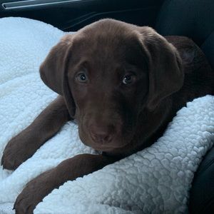 Meet your Posher, Sam